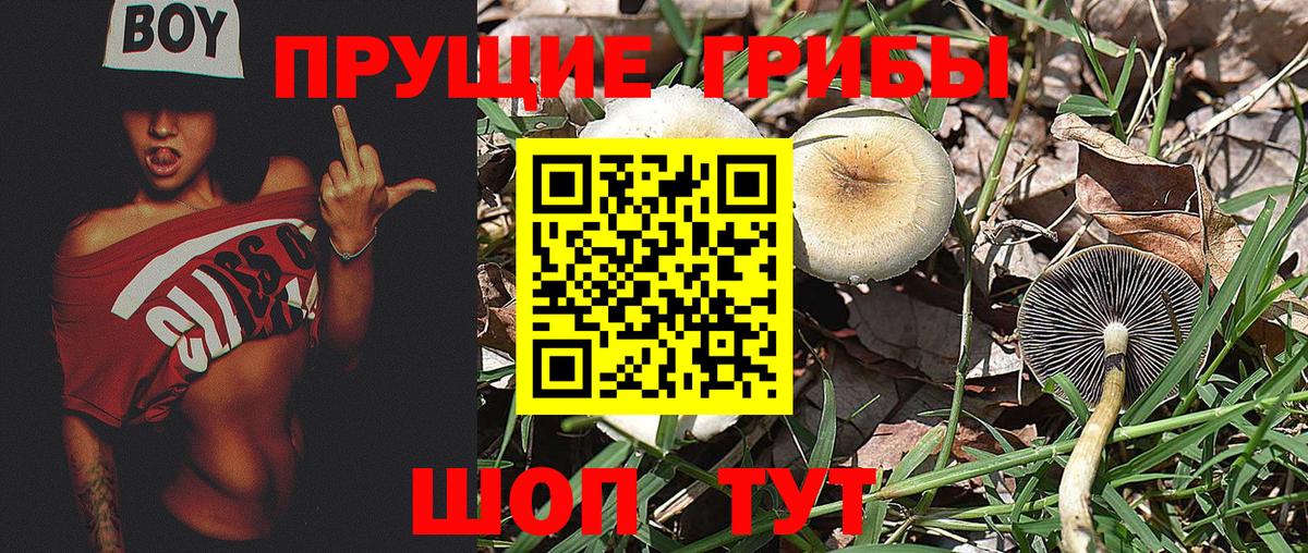 Галлюциногенные грибы Cubensis  Вход с VPN  Шатура 